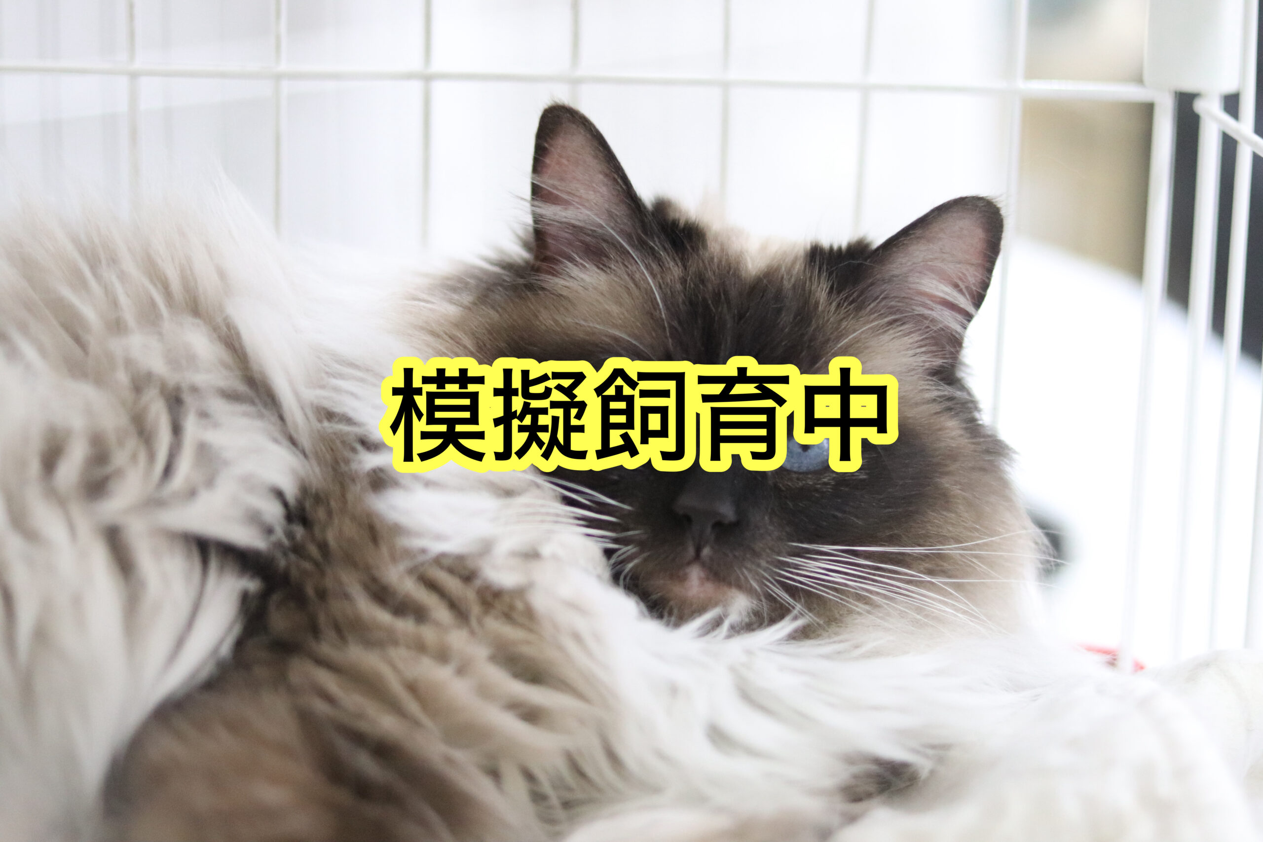 <ol>
<li>猫種:ラグドール</li>
<li>名前(性別):ちい(女の子)</li>
<li>年齢:2022年5月7日生まれ</li>
<li>保護日:2026年1月18日</li>
<li>保護経緯:仕事が多忙で経済的にも困難になり飼育放棄</li>
</ol>