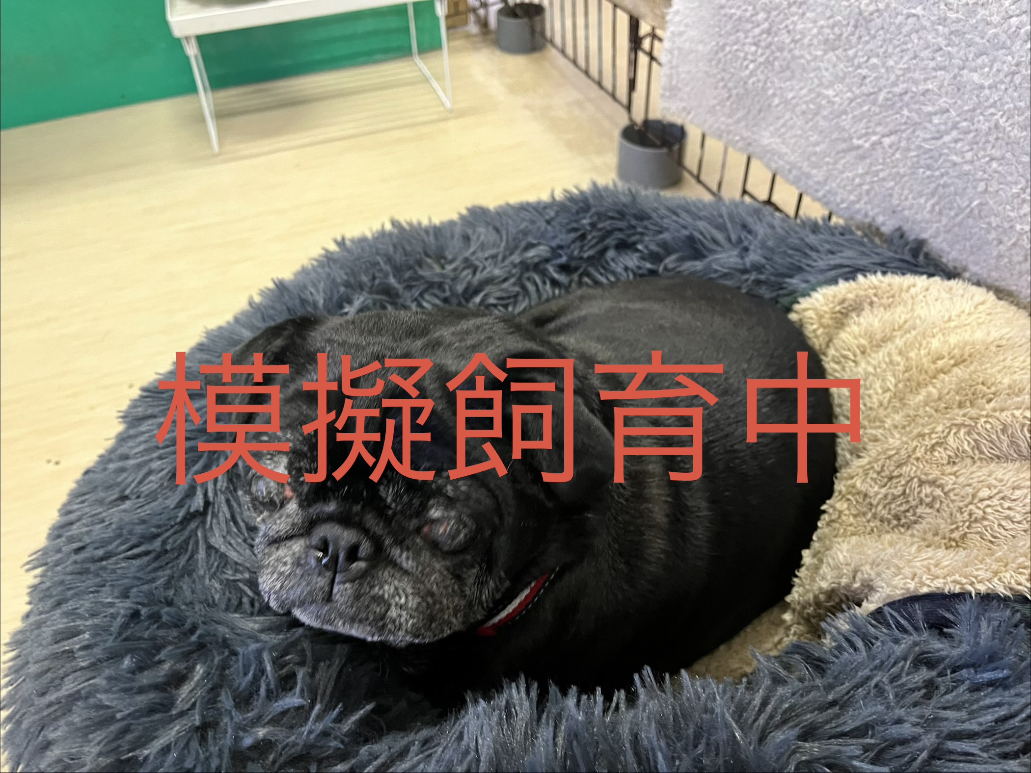 <ol>
<li>犬種:パグ</li>
<li>名前(性別):ニコ(女の子)</li>
<li>年齢:2019年3月12日生まれ</li>
<li>保護日:2026年2月12日</li>
<li>保護経緯:お子さんがアレルギーのため飼育放棄</li>
</ol>