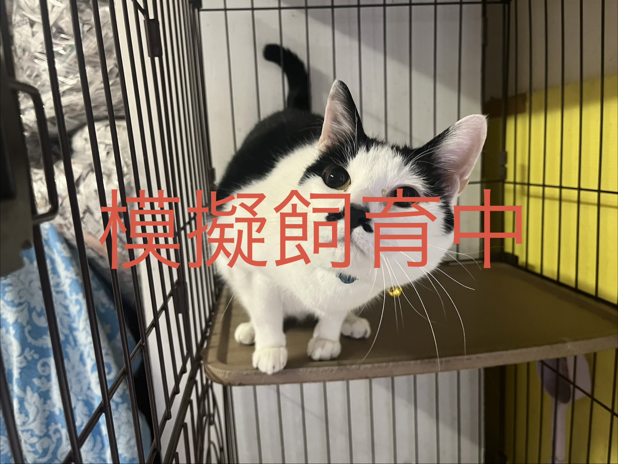 <ol>
<li>猫種:日本猫 グレー</li>
<li>名前(性別):ジン(男の子)</li>
<li>年齢:2020年4月生まれ</li>
<li>保護日:2026年2月11日</li>
<li>保護経緯:飼い主様のお子さんがアレルギーのため飼育困難</li>
</ol>