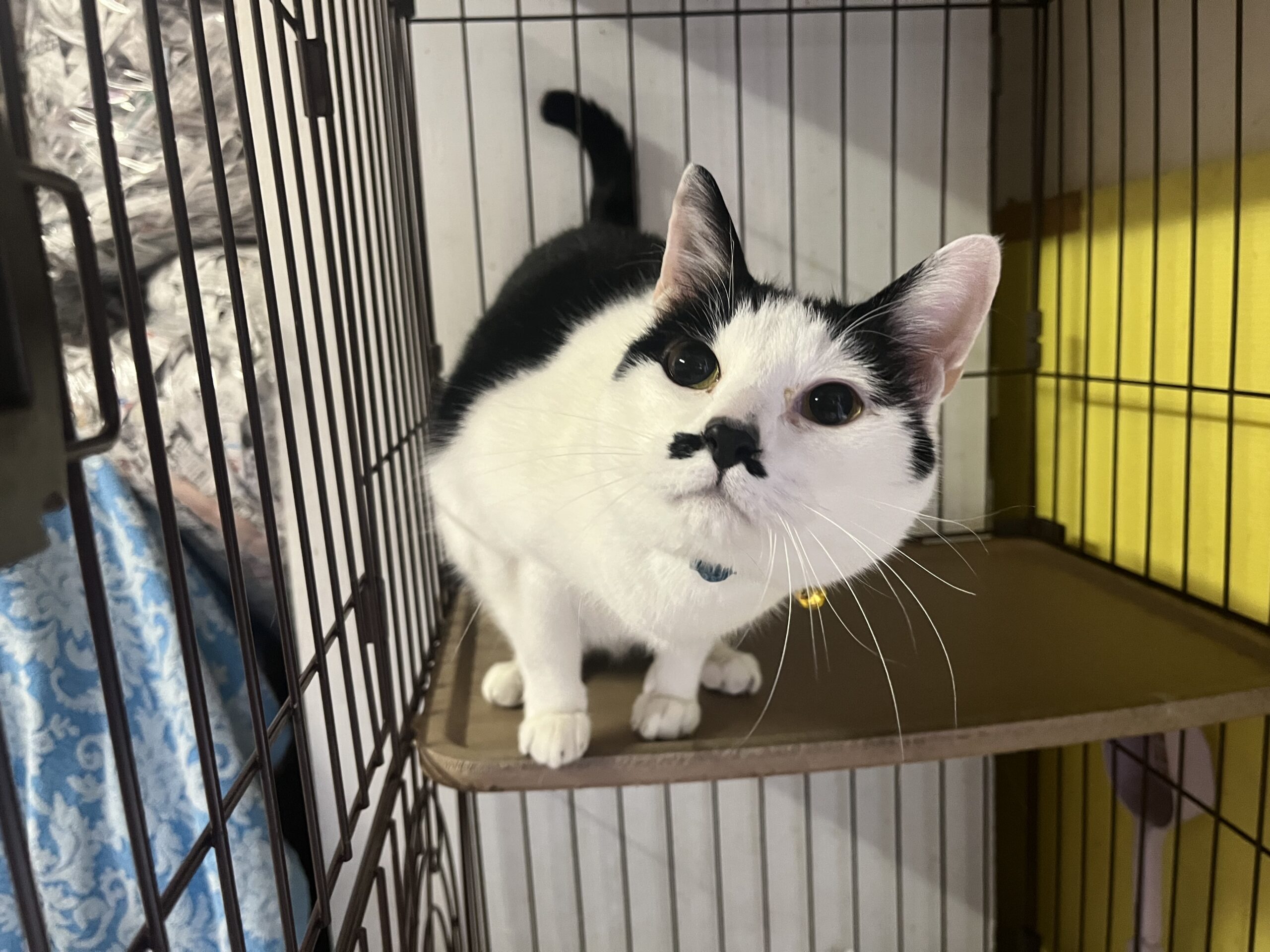 <ol>
<li>猫種:日本猫 グレー</li>
<li>名前(性別):ジン(男の子)</li>
<li>年齢:2020年4月生まれ</li>
<li>保護日:2026年2月11日</li>
<li>保護経緯:飼い主様のお子さんがアレルギーのため飼育困難</li>
</ol>