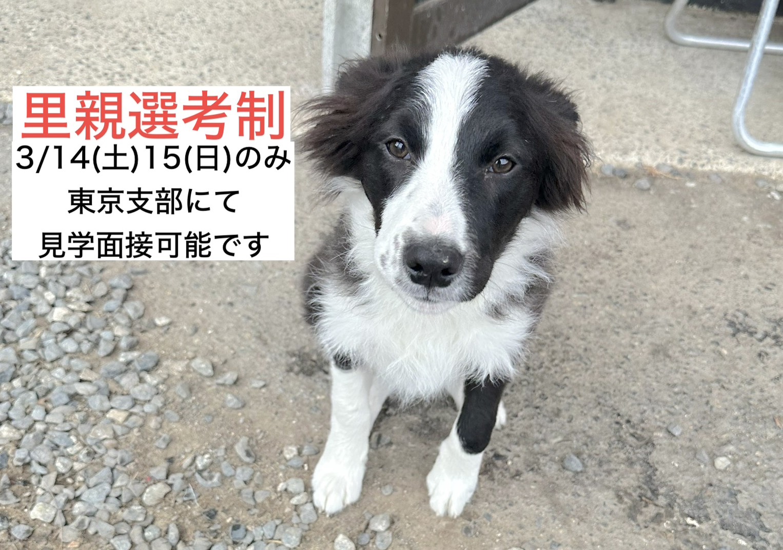 <ol>
<li>犬種:ボーダーコリー</li>
<li>名前(性別):ランボ(男の子)</li>
<li>年齢:2025年6月16日生まれ</li>
<li>保護日:2025年12月21日</li>
<li>保護経緯:ペットショップで購入したがイメージと違ったため飼育放棄</li>
</ol>