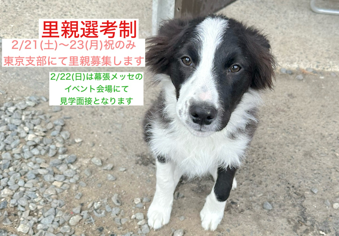 <ol>
<li>犬種:ボーダーコリー</li>
<li>名前(性別):ランボ(男の子)</li>
<li>年齢:2025年6月16日生まれ</li>
<li>保護日:2025年12月21日</li>
<li>保護経緯:ペットショップで購入したがイメージと違ったため飼育放棄</li>
</ol>