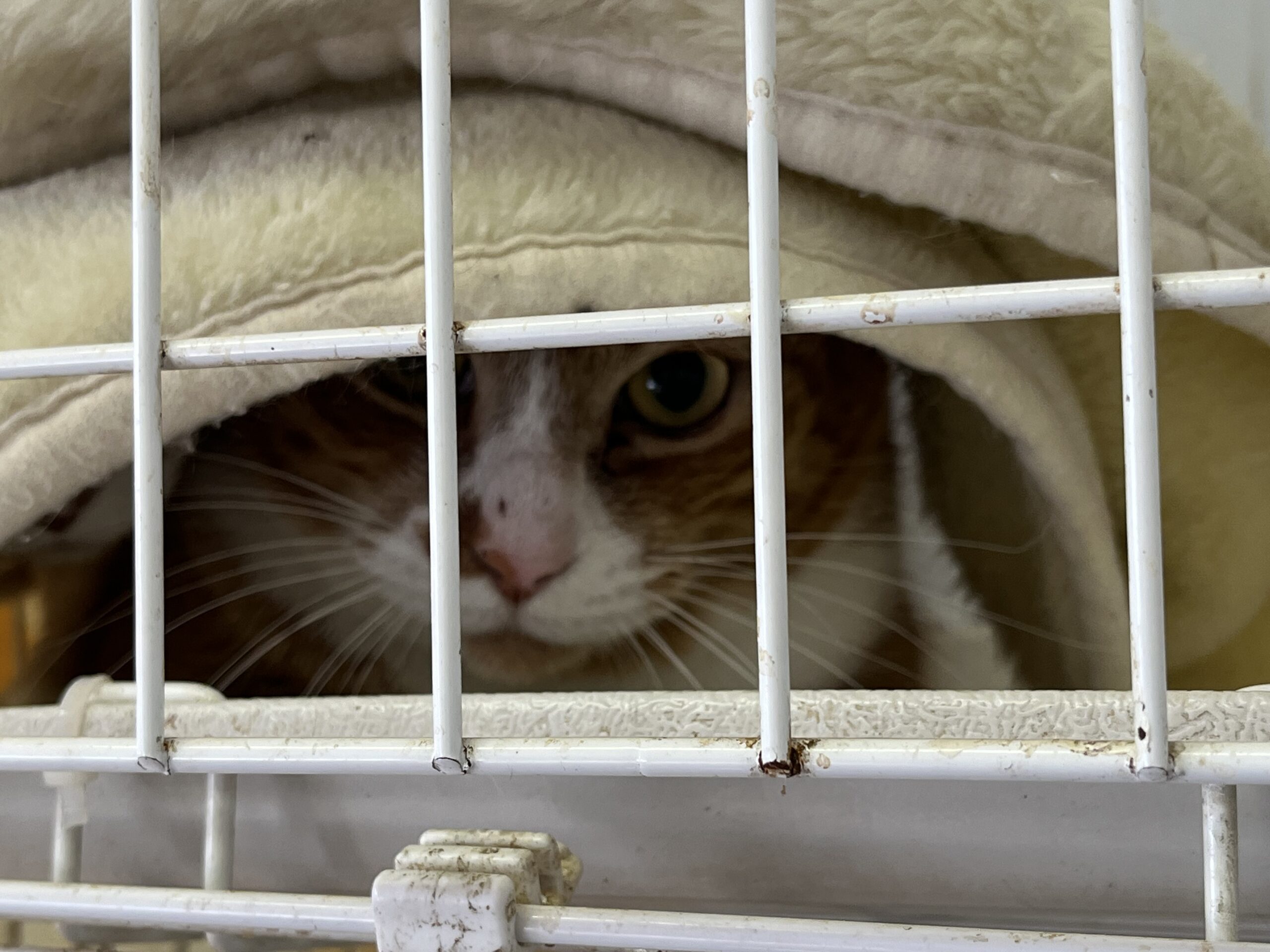 <ol>
<li>猫種:日本猫 濃い茶トラ</li>
<li>名前(性別):マロン(男の子)</li>
<li>年齢:推定2020年生まれ</li>
<li>保護日:2026年3月3日</li>
<li>保護経緯:飼い主様が亡くなられたため飼育困難</li>
</ol>