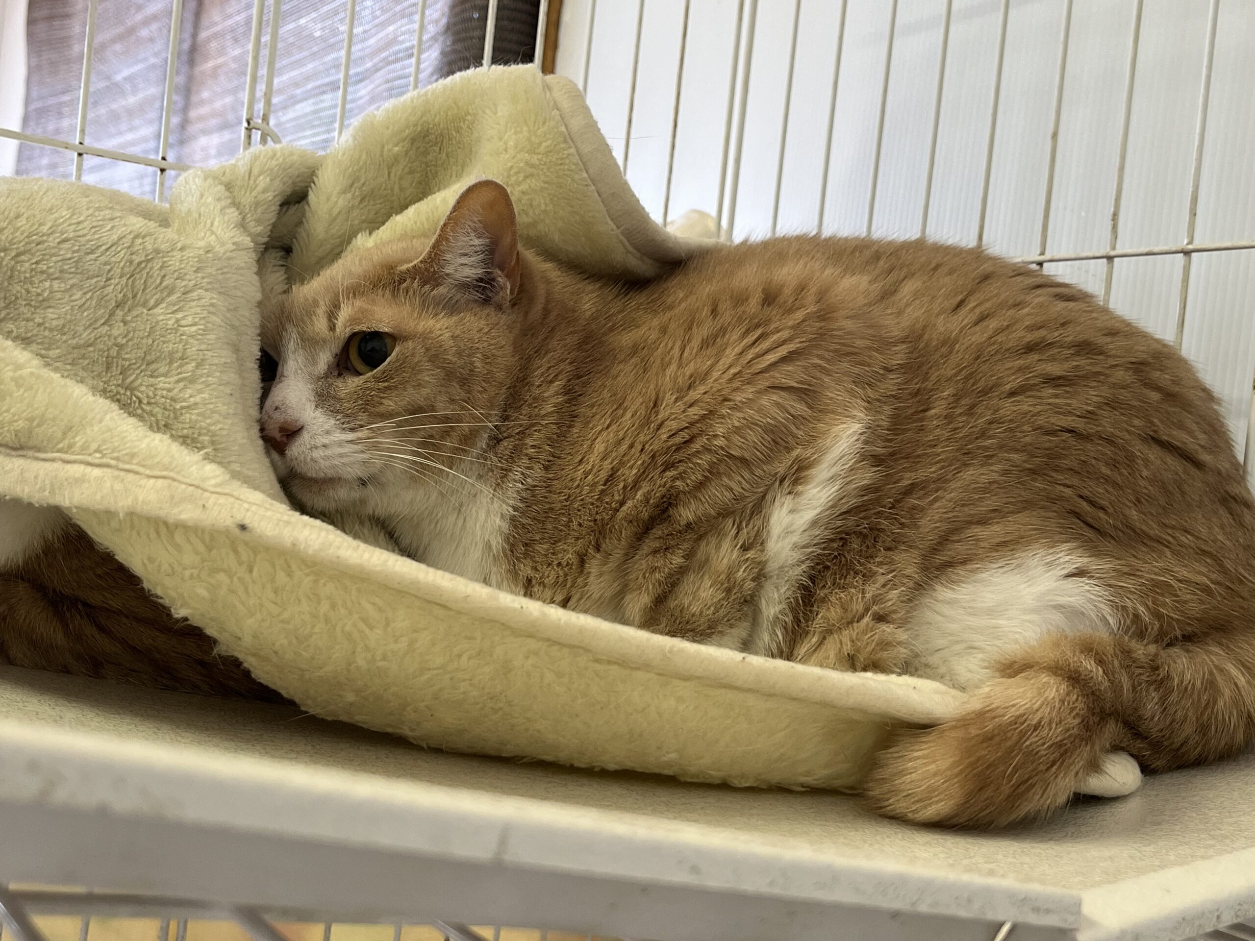 <ol>
<li>猫種:日本猫 茶トラ</li>
<li>名前(性別):シュー(男の子)</li>
<li>年齢:推定2020年生まれ</li>
<li>保護日:2026年3月3日</li>
<li>保護経緯:飼い主様が亡くなられたため飼育困難</li>
</ol>