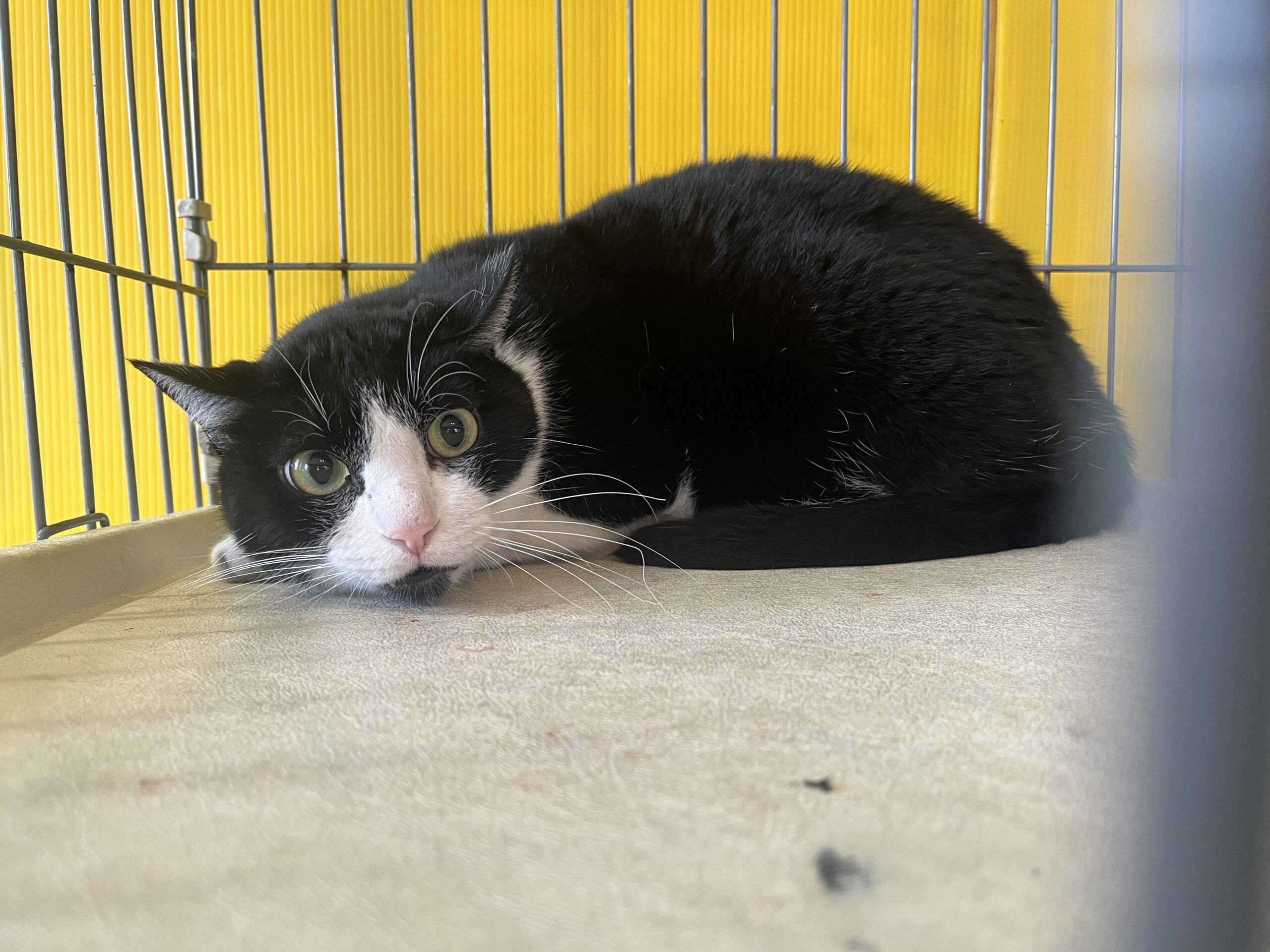 <ol>
<li>猫種:日本猫 白黒</li>
<li>名前(性別):ふじ(男の子)</li>
<li>年齢:推定2014~2016年生まれ</li>
<li>保護日:2026年3月3日</li>
<li>保護経緯:飼い主様が亡くなられたため飼育困難</li>
</ol>