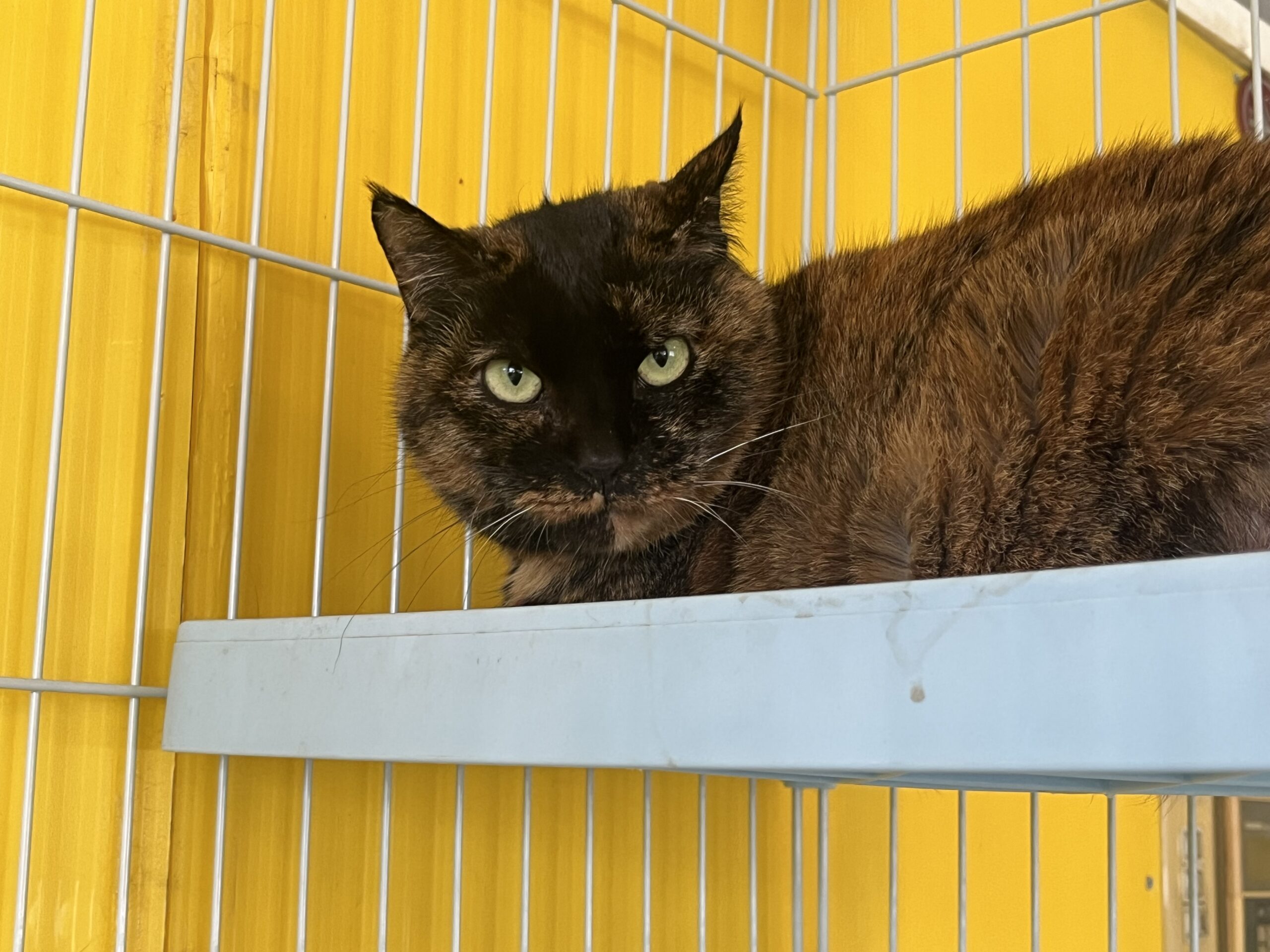 <ol>
<li>猫種:日本猫 サビ</li>
<li>名前(性別):タンタン(女の子)</li>
<li>年齢:推定2014~2016年生まれ</li>
<li>保護日:2026年3月3日</li>
<li>保護経緯:飼い主様が亡くなられたため飼育困難</li>
</ol>