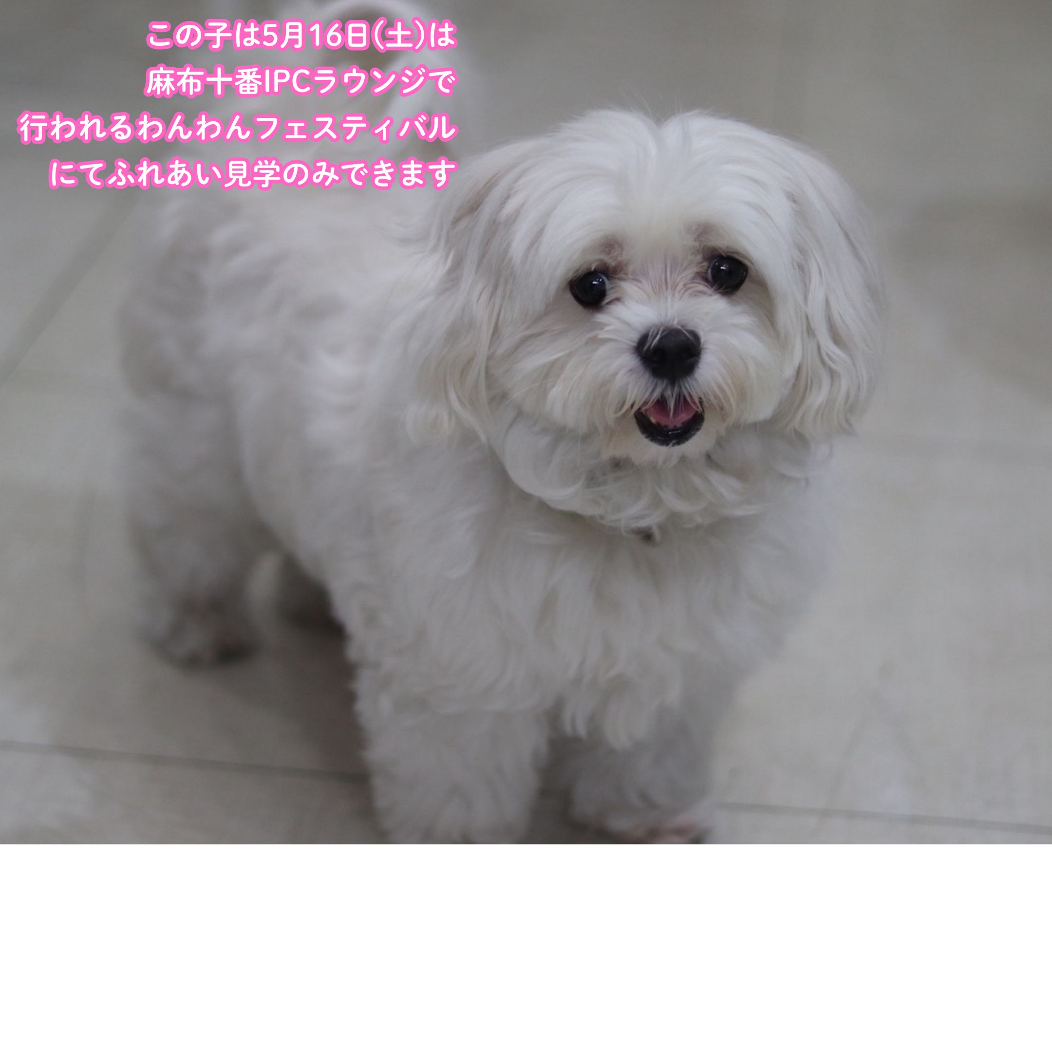 <ol>
<li>犬種:マルチーズ</li>
<li>名前(性別):キャロル(女の子)</li>
<li>年齢:2017年10月10日生まれ</li>
<li>保護日:2026年4月2日</li>
<li>保護経緯:飼い主が高齢になり逝去、親族も引き継いで飼えない</li>
</ol>