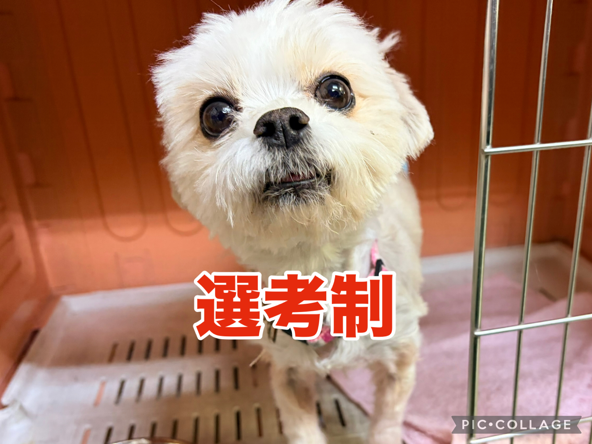 <ol>
<li>犬種:マルチーズ×チワワ</li>
<li>名前(性別):ケパ(男の子)</li>
<li>年齢:2022年6月13日生まれ</li>
<li>保護日:2025年11月23日</li>
<li>保護経緯:飼い主様の諸事情により飼育放棄</li>
</ol>