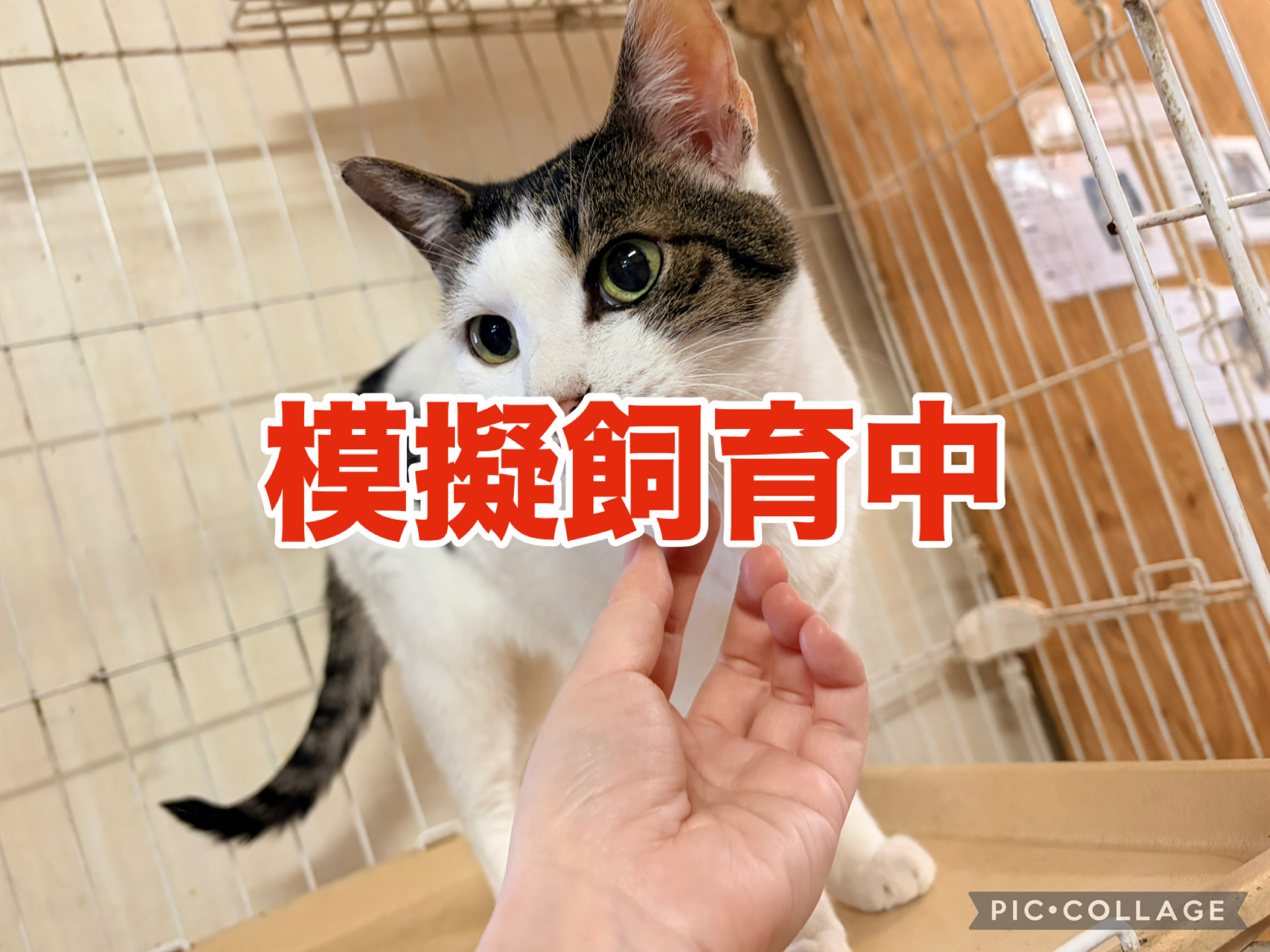 <ol>
<li>猫種:日本猫 キジトラ白</li>
<li>名前(性別):こころ(女の子)</li>
<li>年齢:推定2018年生まれ</li>
<li>保護日:2025年11月27日</li>
<li>保護経緯:飼い主様が介護施設入居のため飼育困難</li>
</ol>