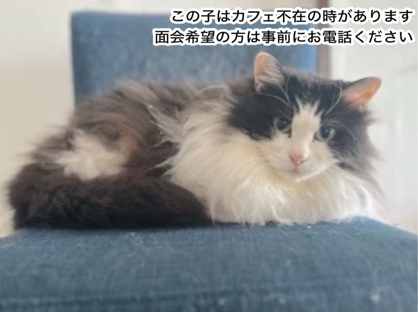 <ol>
<li>猫種:日本猫</li>
<li>名前(性別):おかあさん(女の子)</li>
<li>年齢:2018~2020年頃生まれ</li>
<li>保護日:2025年6月12日</li>
<li>保護経緯:飼い主の高齢化による病気と引越のため飼育放棄</li>
</ol>