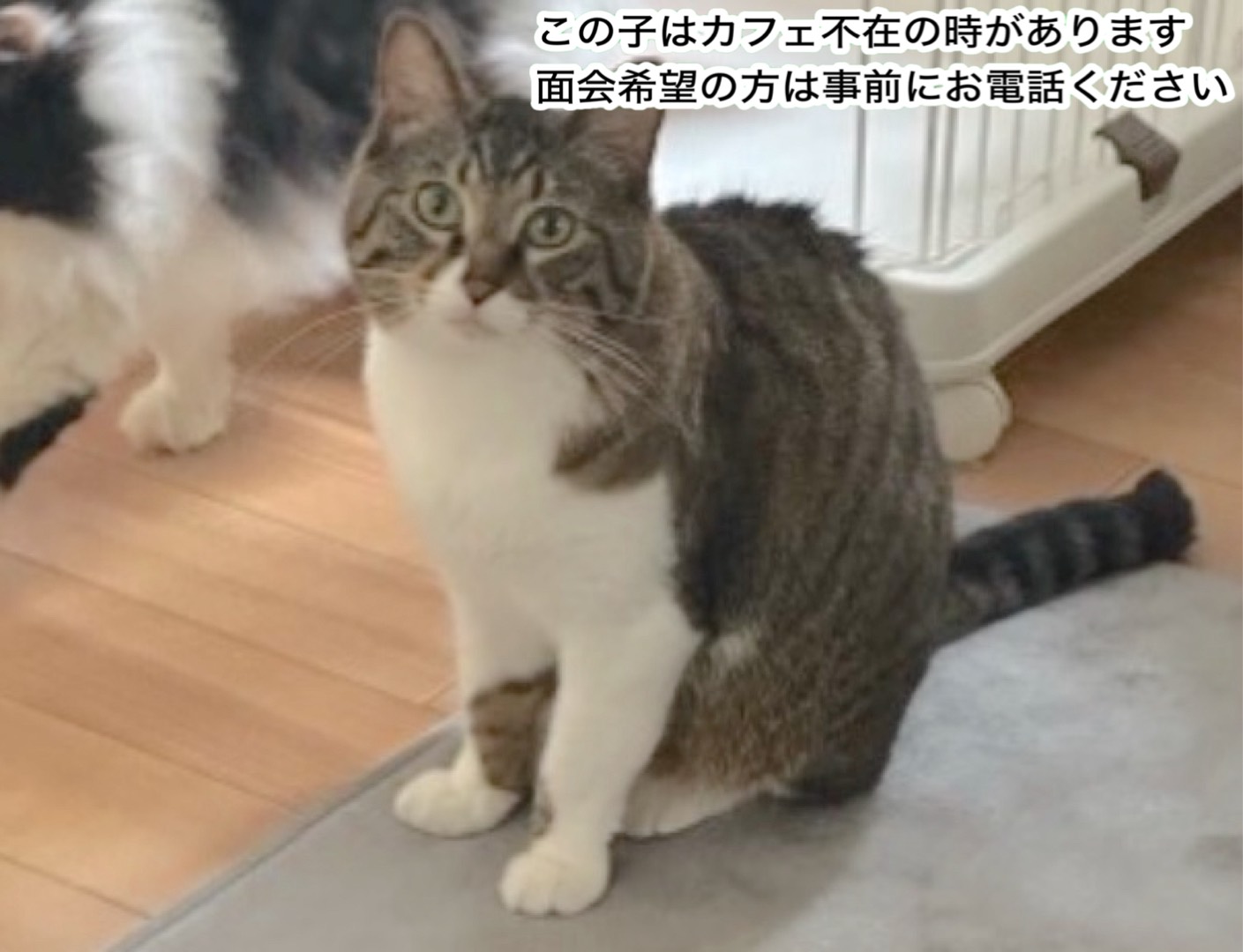 <ol>
<li>猫種:日本猫</li>
<li>名前(性別):ちびっこ(男の子)</li>
<li>年齢:2021年頃生まれ</li>
<li>保護日:2025年6月12日</li>
<li>保護経緯:飼い主の高齢化による病気と引越のため飼育放棄</li>
</ol>
