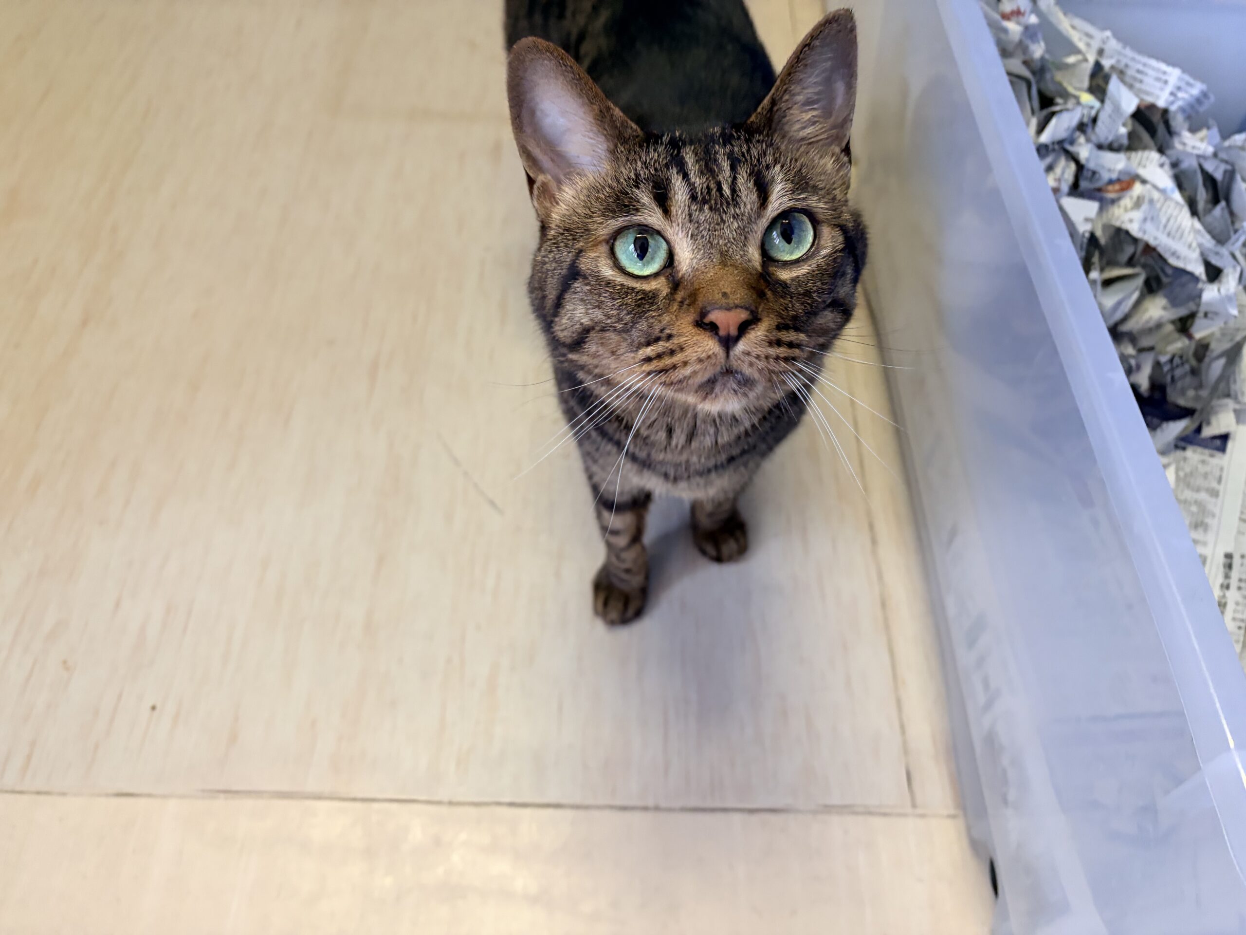 <ol>
<li>猫種:日本猫 キジトラ</li>
<li>名前(性別):そら(男の子)</li>
<li>年齢:推定2019年生まれ</li>
<li>保護日:2026年7月18日</li>
<li>保護経緯:飼い主様が離婚されたため飼育困難</li>
</ol>