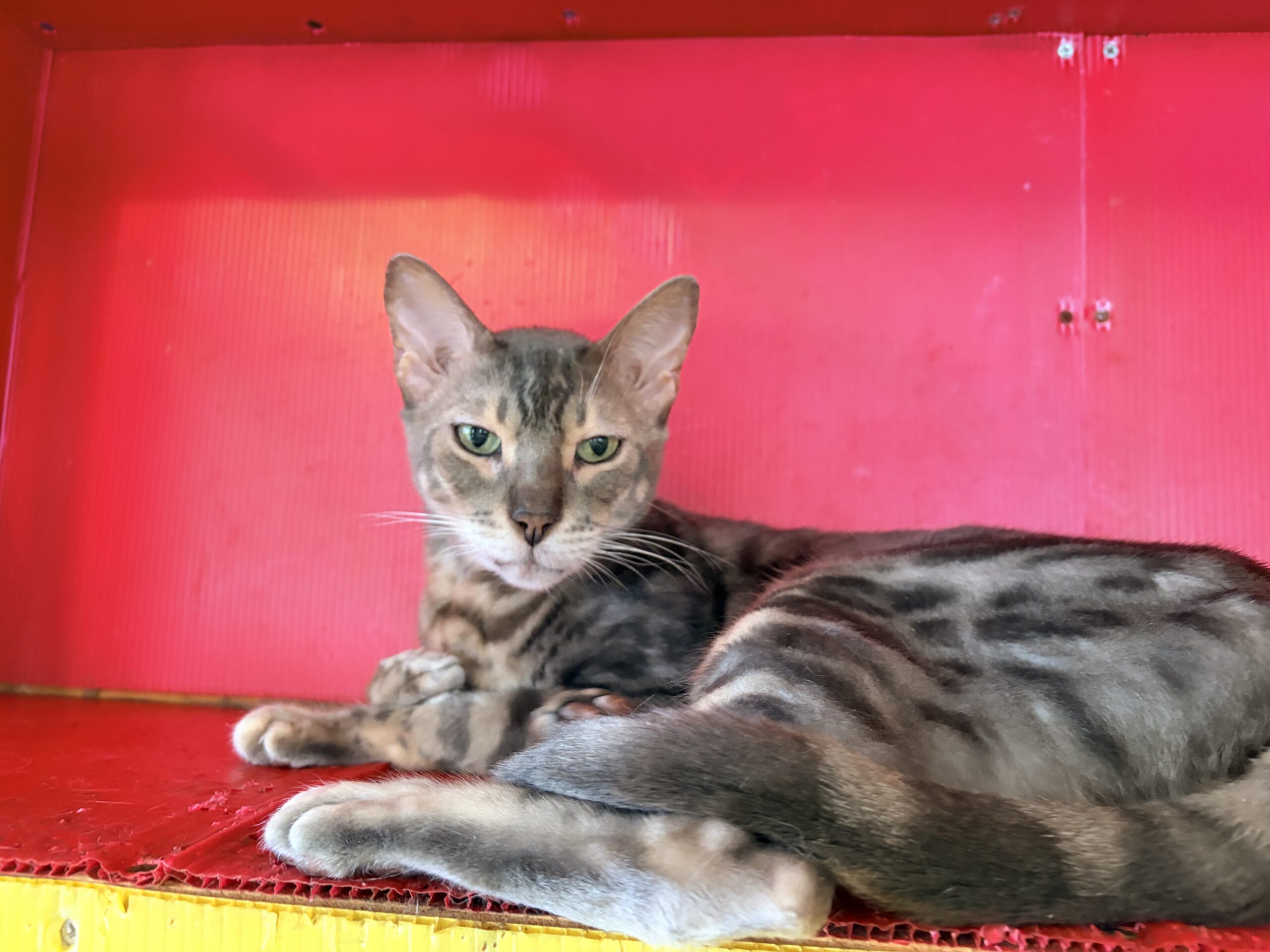 <ol>
<li>猫種:ベンガル</li>
<li>名前(性別):アイス(男の子)</li>
<li>年齢:2014年8月21日生まれ</li>
<li>保護日:2026年7月18日</li>
<li>保護経緯:飼い主様が入院されたため飼育困難</li>
</ol>