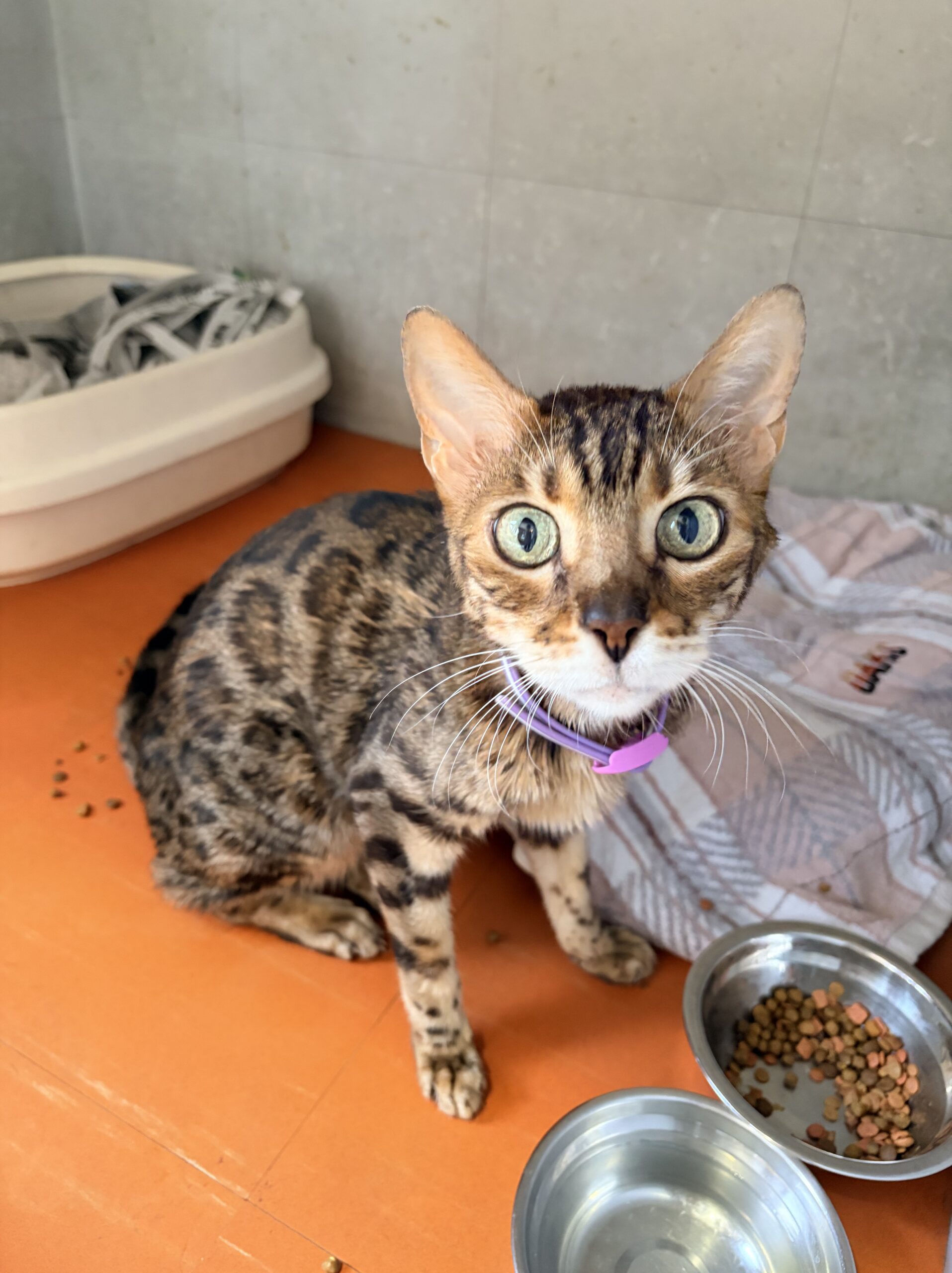 <ol>
<li>猫種:ベンガル</li>
<li>名前(性別):クイック(男の子)</li>
<li>年齢:2014年8月21日生まれ</li>
<li>保護日:2026年7月18日</li>
<li>保護経緯:飼い主様が入院されたため飼育困難</li>
</ol>