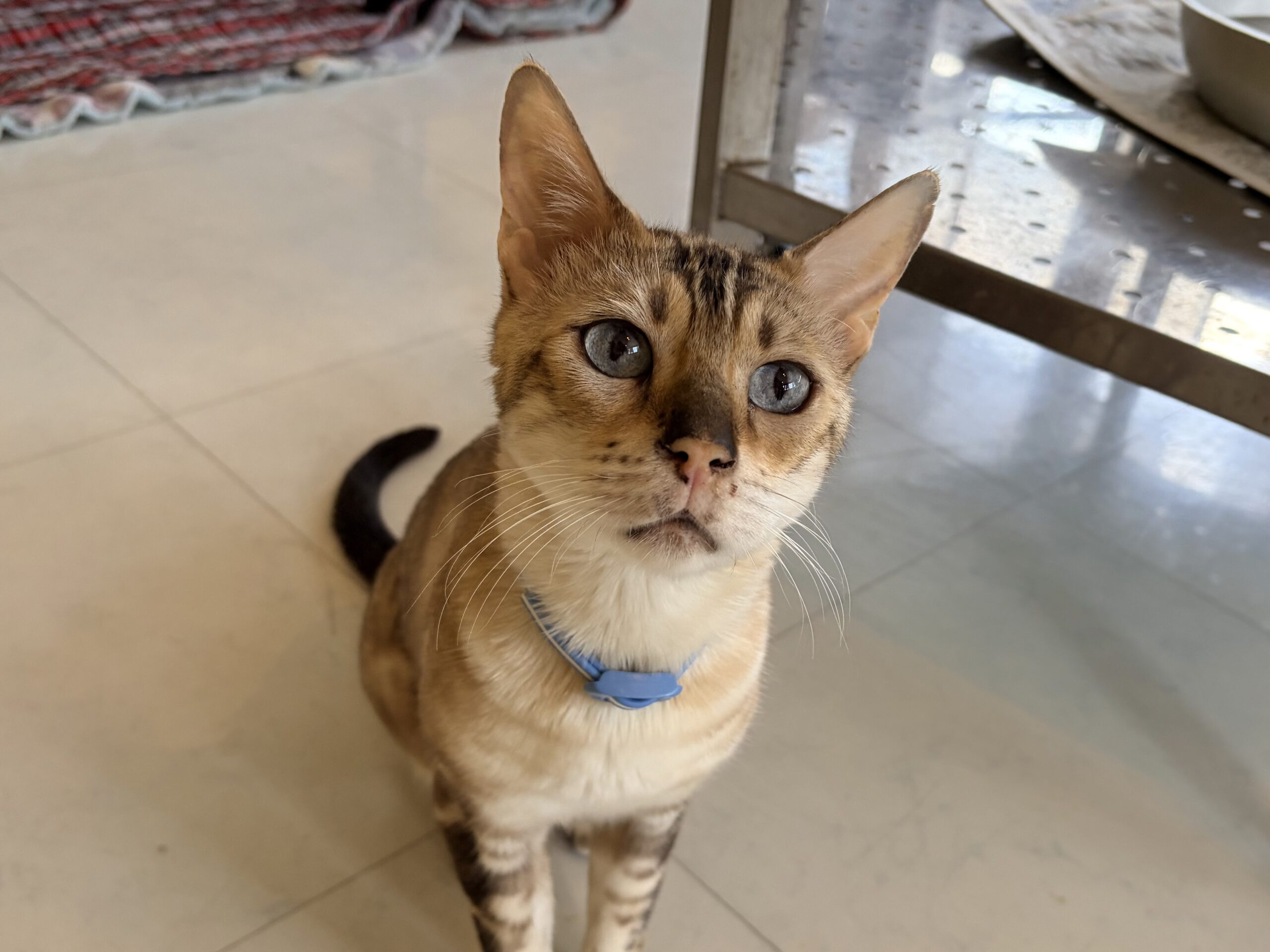 <ol>
<li>猫種:ベンガル</li>
<li>名前(性別):フラン(男の子)</li>
<li>年齢:2015年7月6日生まれ</li>
<li>保護日:2026年7月18日</li>
<li>保護経緯:飼い主様が入院されたため飼育困難</li>
</ol>