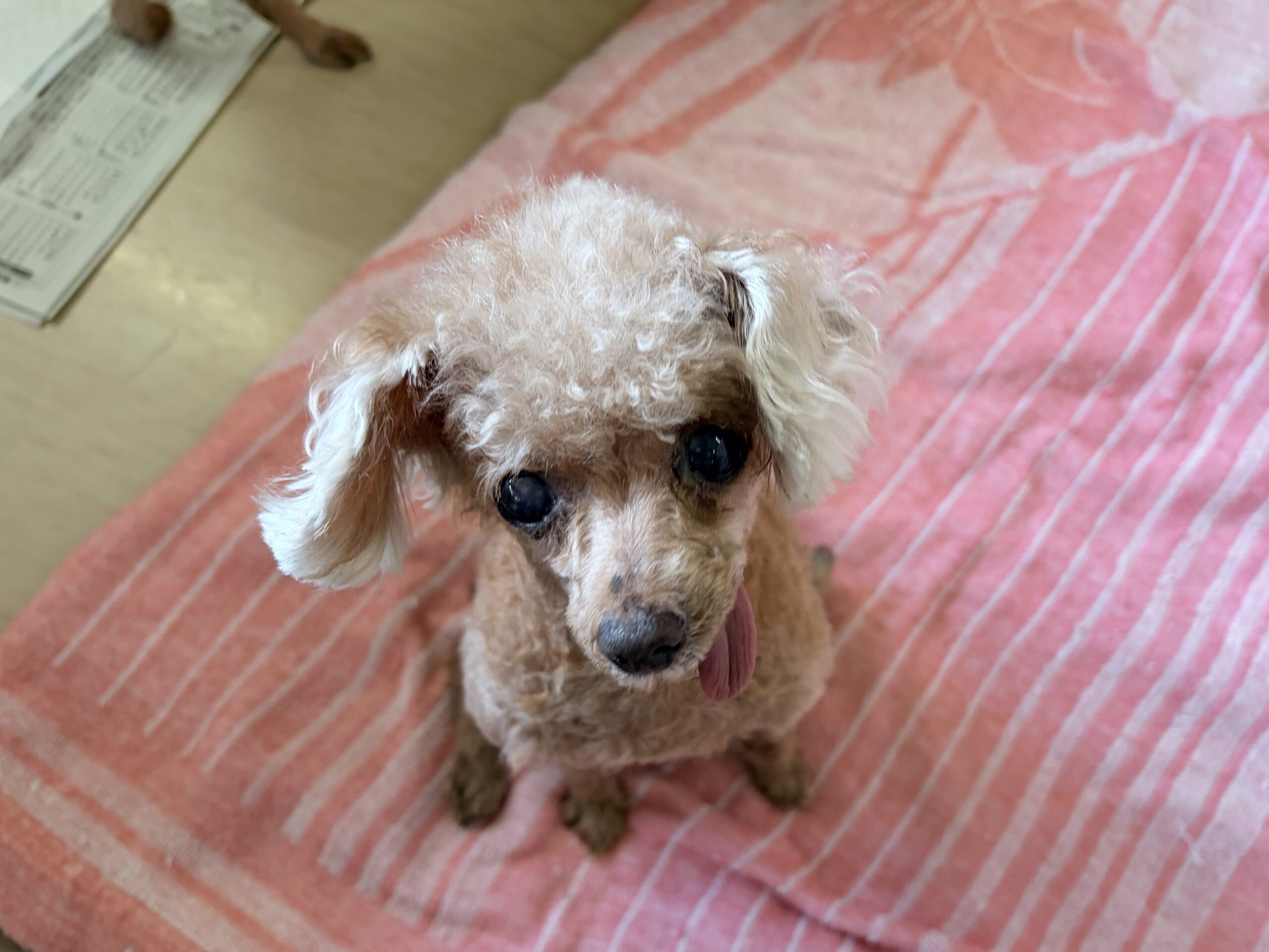 <ol>
<li>犬種:トイプードル</li>
<li>名前(性別):なお(女の子)</li>
<li>年齢:2013年7月3日生まれ</li>
<li>保護日:2026年3月6日</li>
<li>保護経緯:飼い主様が高齢のため飼育放棄</li>
</ol>