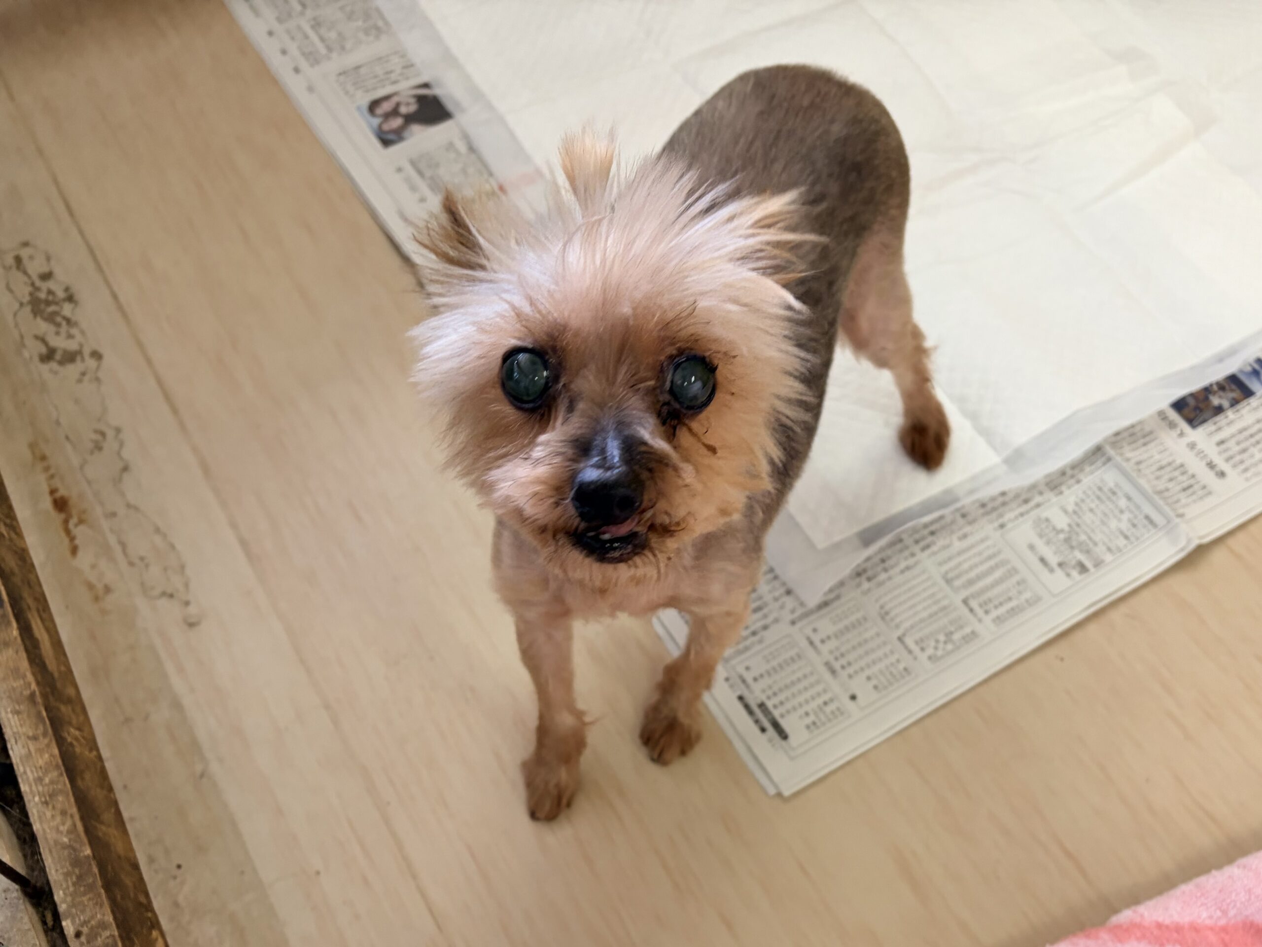 <ol>
<li>犬種:ヨークシャーテリア</li>
<li>名前(性別):サリー(女の子)</li>
<li>年齢:2016年3月7日生まれ</li>
<li>保護日:2025年12月1日</li>
<li>保護経緯:飼い主様が高齢で入院のため飼育放棄</li>
</ol>