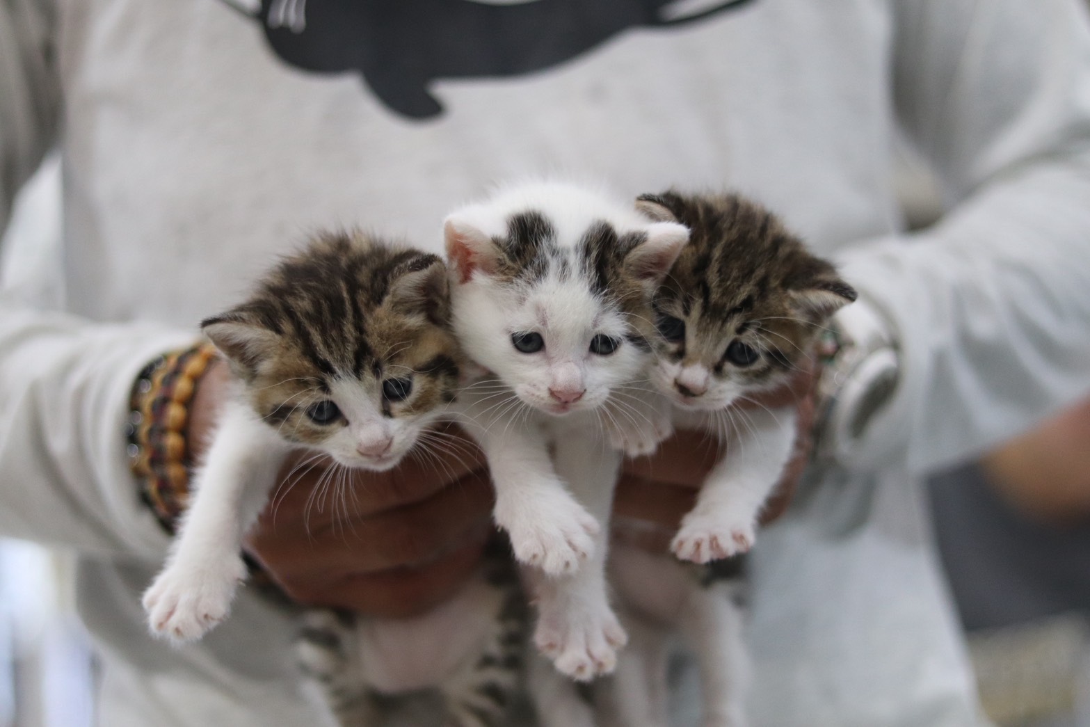 <ol>
<li>猫種:日本猫</li>
<li>名前(性別):(3匹男の子)</li>
<li>年齢:2026年7月初旬頃生まれ</li>
<li>保護日:2026年8月1日</li>
<li>保護経緯:飼い猫が子猫を生んでしまったが飼えない</li>
</ol>