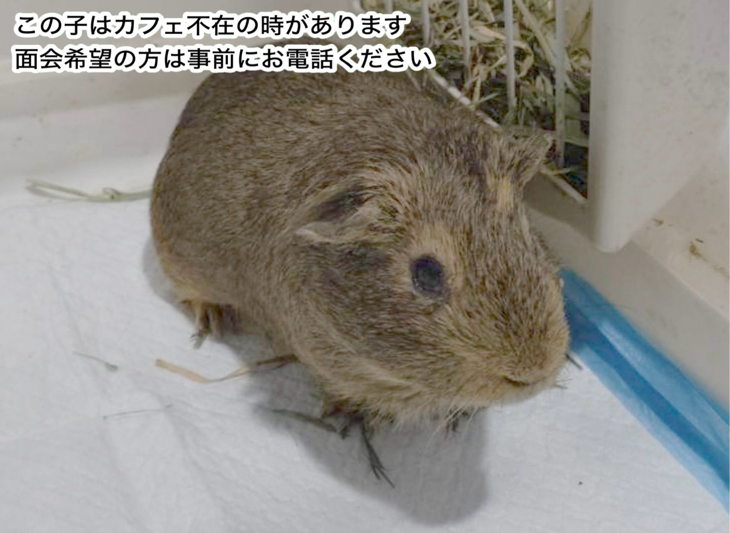 <ol>
<li>種類:モルモット</li>
<li>名前(性別):タロ(男の子)</li>
<li>年齢:2023年生まれ</li>
<li>保護日:2026年8月23日</li>
<li>保護経緯:飼い主の病気のため飼育放棄</li>
</ol>