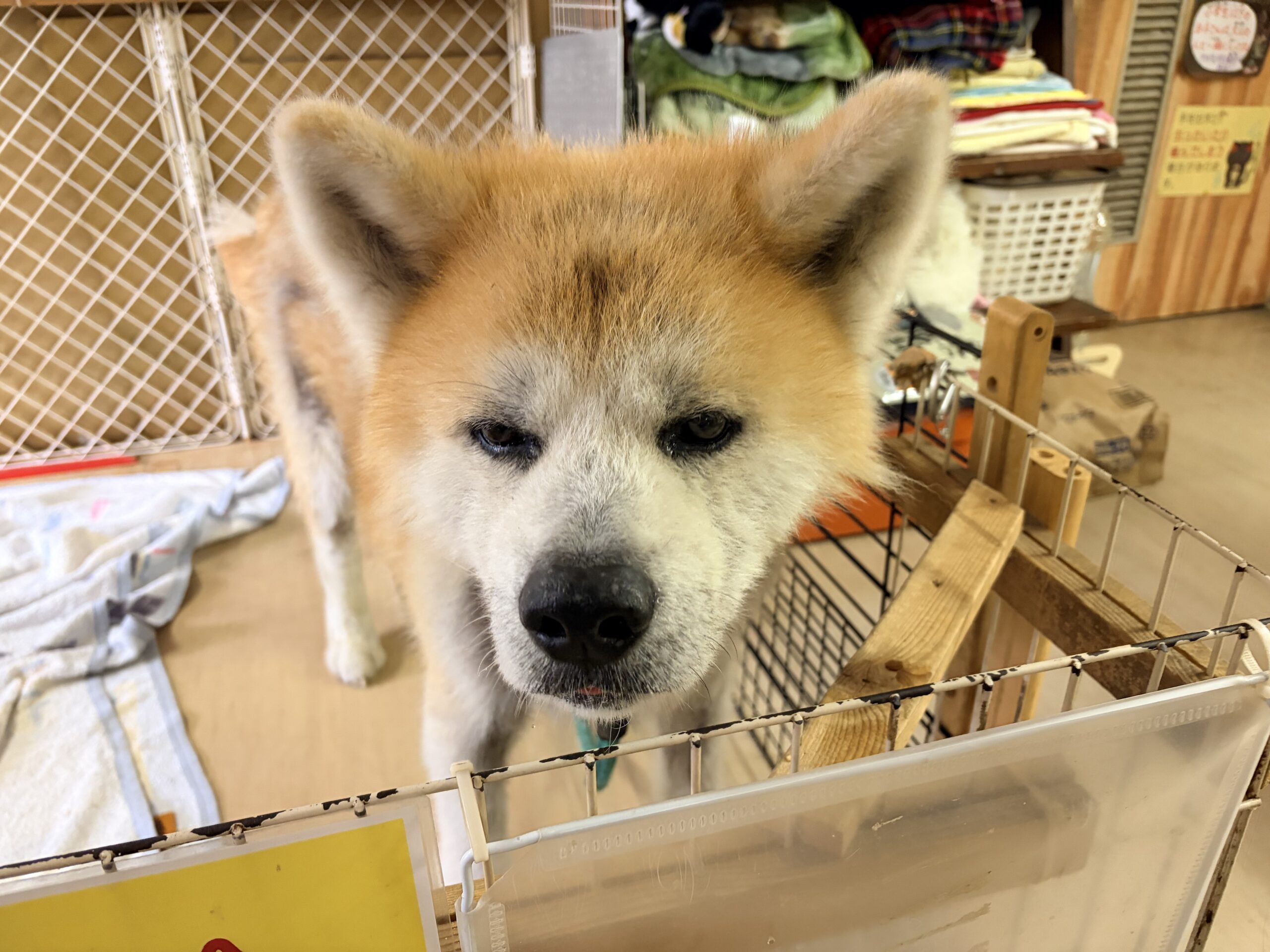<ol>
<li>犬種:秋田犬</li>
<li>名前(性別):昂凛(男の子)</li>
<li>年齢:2017年3月3日生まれ</li>
<li>保護日:2026年9月14日</li>
<li>保護経緯:飼い主様が親族のところへ引っ越しするため飼育放棄</li>
</ol>