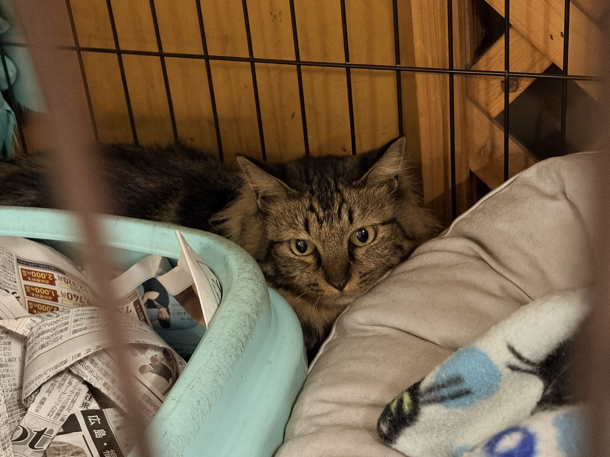 <ol>
<li>猫種:日本猫 キジトラ 長毛</li>
<li>名前(性別):頻伽(女の子)</li>
<li>年齢:2023年4月生まれ</li>
<li>保護日:2026年9月14日</li>
<li>保護経緯:飼い主様が親族のところへ引っ越しするため飼育放棄</li>
</ol>
