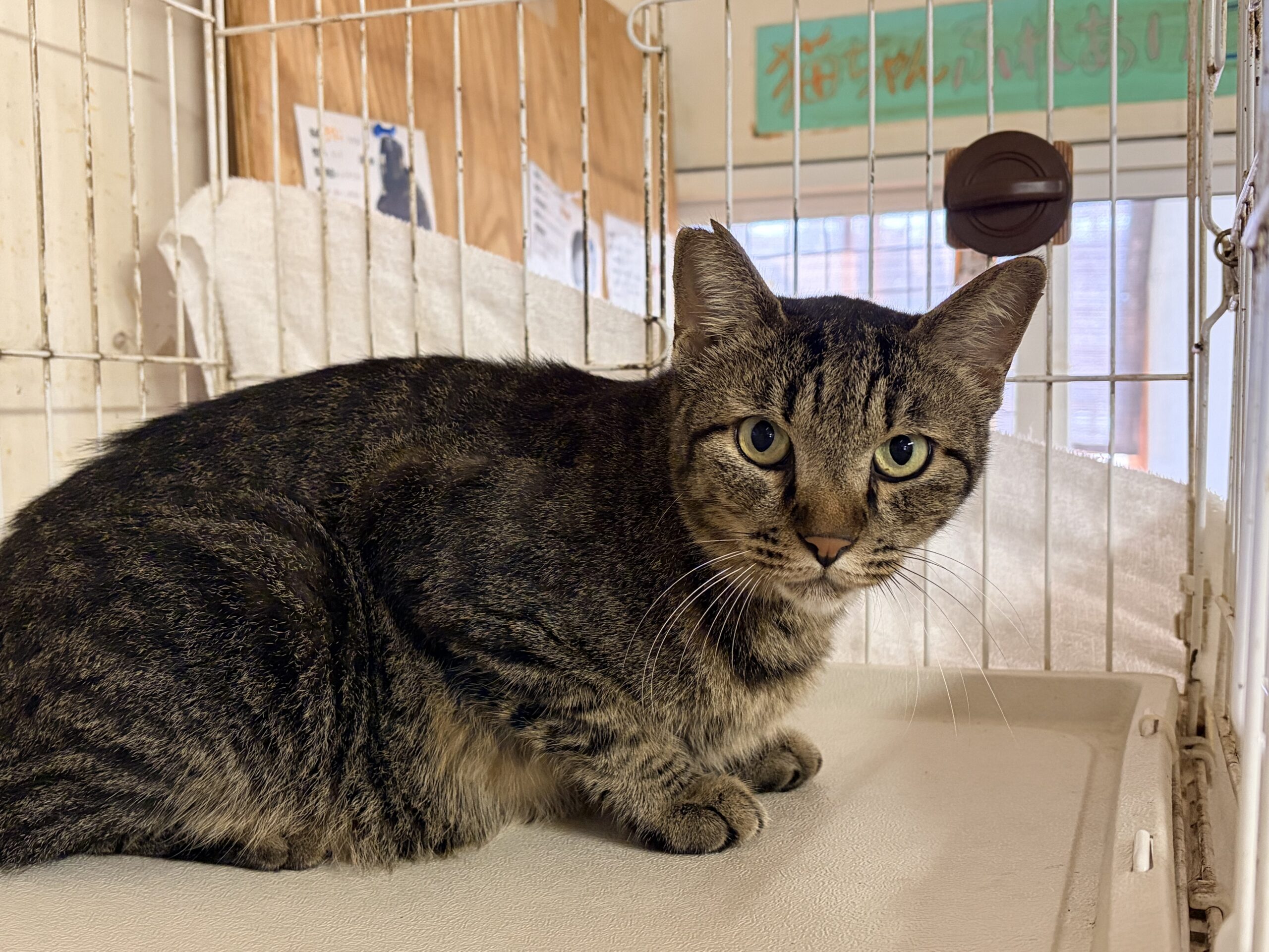<ol>
<li>猫種:日本猫 キジトラ</li>
<li>名前(性別):キジ(男の子)</li>
<li>年齢:2020年3月生まれ</li>
<li>保護日:2026年9月13日</li>
<li>保護経緯:飼い主様が親族のところへ引っ越しするため飼育放棄</li>
</ol>