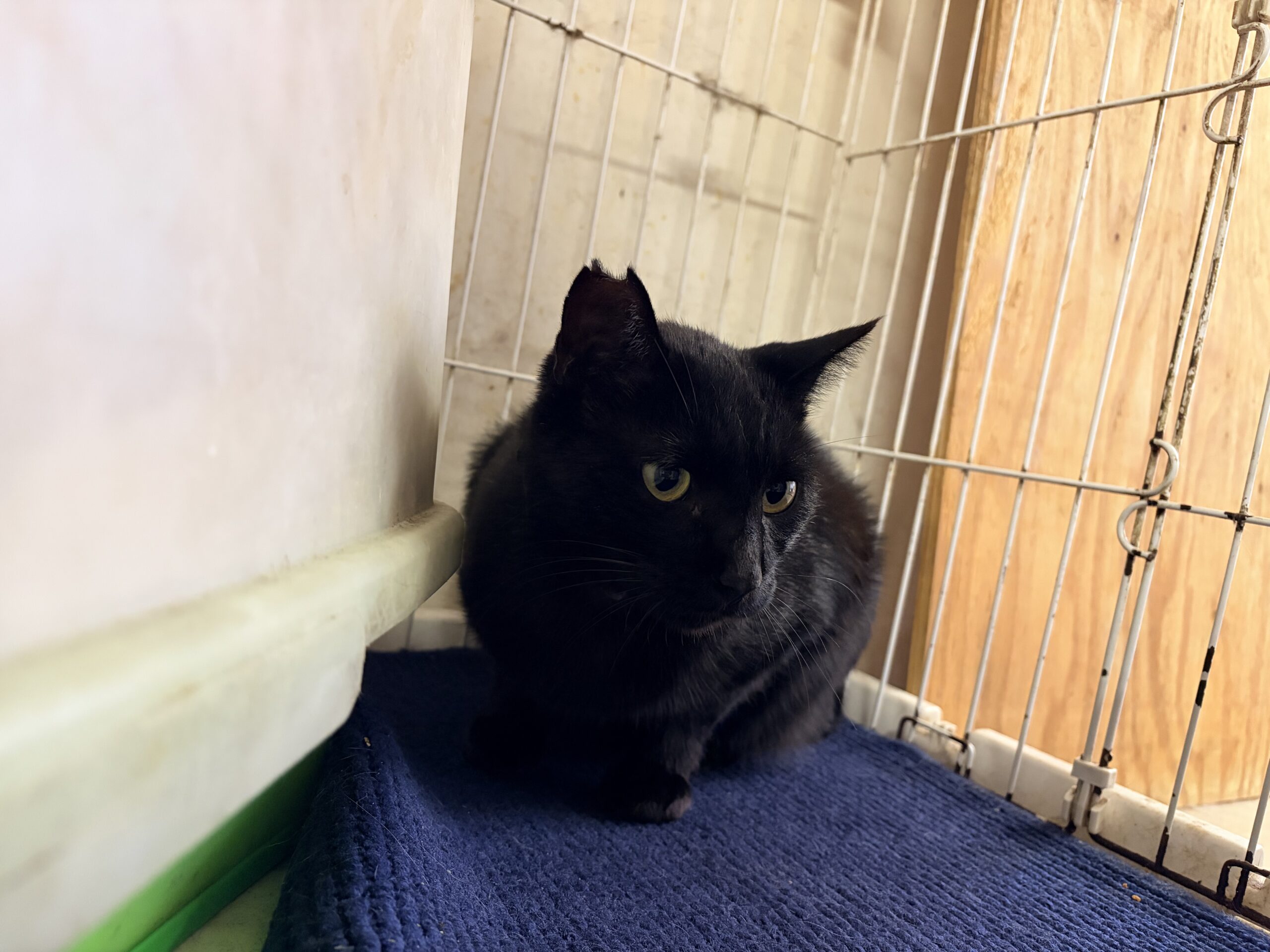 <ol>
<li>猫種:日本猫 黒</li>
<li>名前(性別):クロ(男の子)</li>
<li>年齢:2020年3月生まれ</li>
<li>保護日:2026年9月13日</li>
<li>保護経緯:飼い主様が親族のところへ引っ越しするため飼育放棄</li>
</ol>