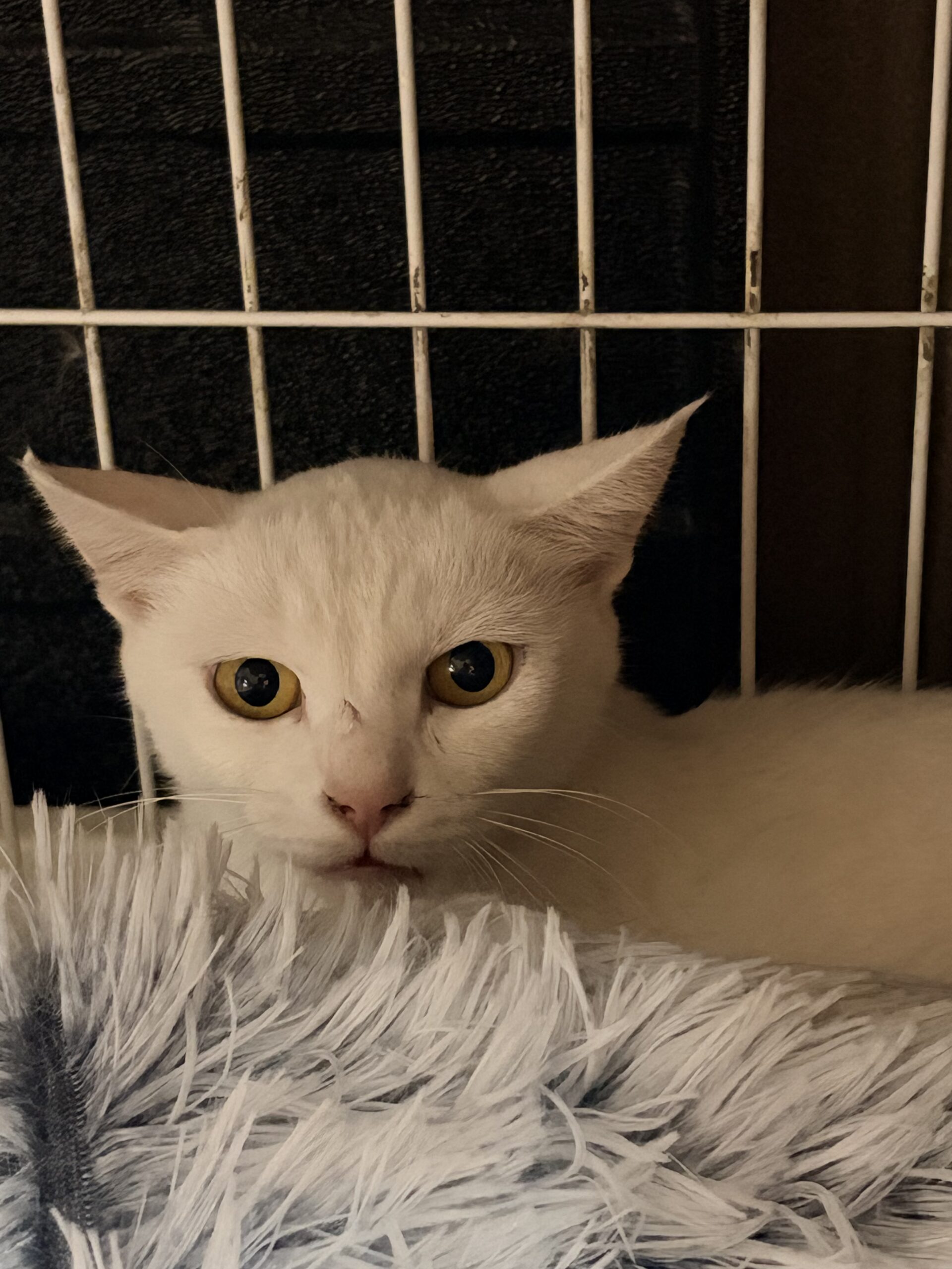 <ol>
<li>猫種:日本猫 白</li>
<li>名前(性別):トワ(男の子)</li>
<li>年齢:2021年7月生まれ</li>
<li>保護日:2026年9月17日</li>
<li>保護経緯:飼い主様が親族のところへ引っ越しするため飼育放棄</li>
</ol>