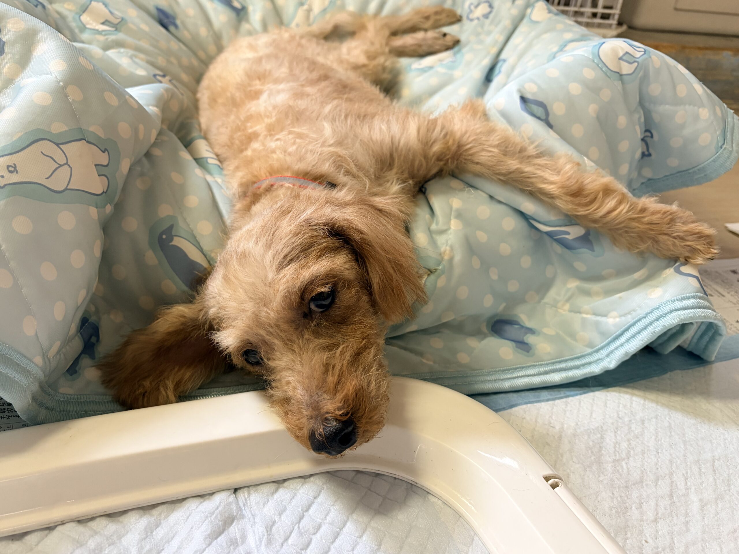 <ol>
<li>犬種:トイプードル</li>
<li>名前(性別):チョコ(女の子)</li>
<li>年齢:2019年3月生まれ</li>
<li>保護日:2026年9月12日</li>
<li>保護経緯:飼い主様のお子様がアレルギー発症のため飼育放棄</li>
</ol>
