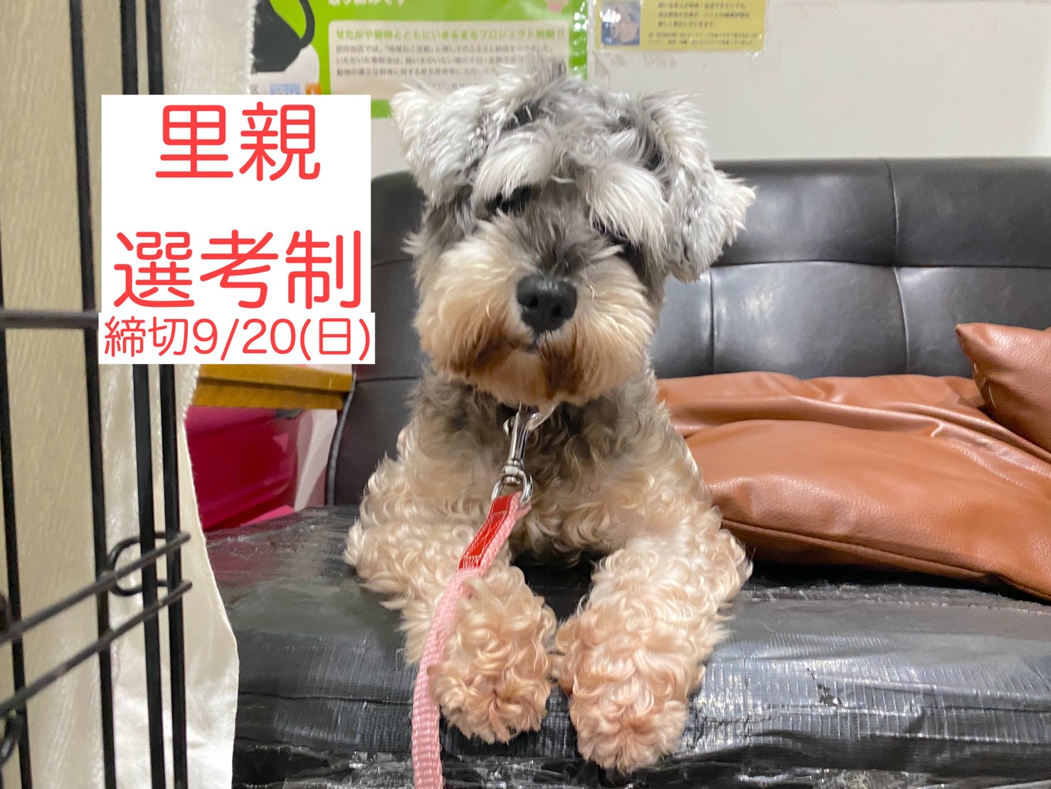 <ol>
<li>犬種:ミニチュアシュナウザー</li>
<li>名前(性別):しんしん(女の子)</li>
<li>年齢:2021年7月22日生まれ</li>
<li>保護日:2026年9月1日</li>
<li>保護経緯:飼い主が高齢になり介護施設へ入居、親族も引き継いで飼えない</li>
</ol>