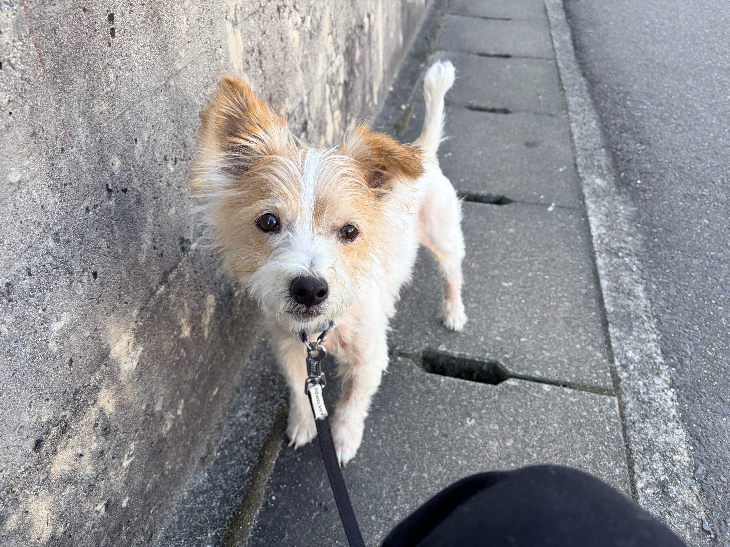 <ol>
<li>犬種:ジャックラッセルテリア</li>
<li>名前(性別):ゴロー(男の子)</li>
<li>年齢:2018年6月生15日生まれ</li>
<li>保護日:2026年9月13日</li>
<li>保護経緯:飼い主様が引っ越しのため飼育放棄</li>
</ol>